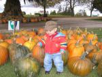 Pumpkin patch