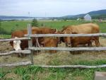 Watching the Cows eat
