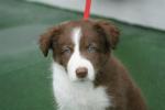 Skye Ferry Dog
