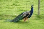 Scone Palace bird