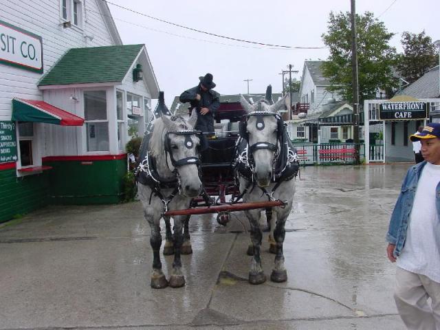 two old grey mares