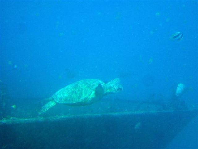 Turtle in Oahu