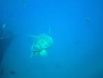 Turtle in Oahu