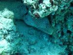 Eel in Oahu