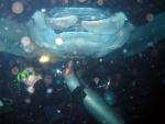 Rita being dwarfed by a Manta Ray